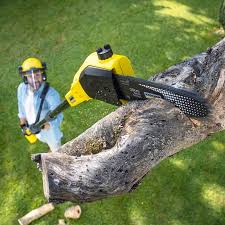 Best Tree Preservation Services  in Fairview, CA